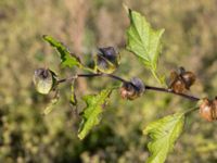 Nicandra physalodes Naffentorpsvägen 6, Bunkeflostrand, Malmö, Skåne, Sweden 20161103_0032