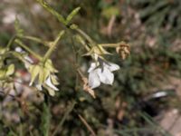 Nicotiana alata Jordhögar S grodreservatet, Norra hamnen, Malmö, Skåne, Sweden 20160924_0034