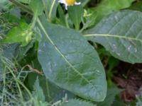 Nicotiana langsdorffii Botaniska trädgården, Lund, Skåne, Sweden 20180816_0066