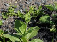 Nicotiana langsdorffii Centralen, Kristianstad, Skåne, Sweden 20160827_0056