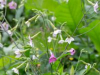 Nicotiana mutabilis Botaniska trädgården, Lund, Skåne, Sweden 20180924_0001