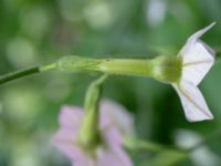 Nicotiana mutabilis Botaniska trädgården, Lund, Skåne, Sweden 20180924_0003