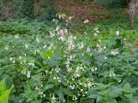 Nicotiana mutabilis Botaniska trädgården, Lund, Skåne, Sweden 20180924_0011