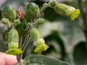 Nicotiana rustica - Aztec Tobacco - Bondtobak