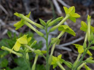 Nicotiana x sanderae - Blomstertobak