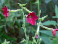 Nicotiana x sanderae NNO pumphuset, Husie mosse, Malmö, Skåne, Sweden 20220831_0004