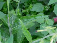 Nicotiana x sanderae NNO pumphuset, Husie mosse, Malmö, Skåne, Sweden 20220831_0005