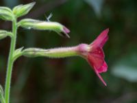 Nicotiana x sanderae NNO pumphuset, Husie mosse, Malmö, Skåne, Sweden 20220831_0006