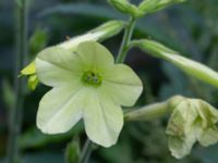 Nicotiana x sanderae NNO pumphuset, Husie mosse, Malmö, Skåne, Sweden 20220831_0010