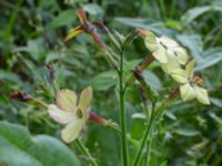 Nicotiana x sanderae NNO pumphuset, Husie mosse, Malmö, Skåne, Sweden 20220831_0046