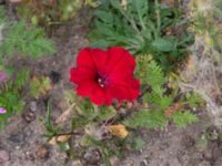 Petunia × hybrida Lokstallarna, Malmö, Skåne, Sweden 20190722_0003