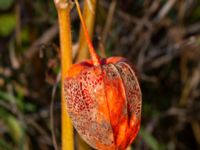 Physalis alkekengi Strandhem, Bunkeflo strandängar, Malmö, Skåne, Sweden 20181103_0034