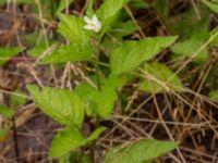 Physalis alkekengi Ulricedal, Malmö, Skåne, Sweden 20190701_0042