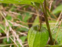 Physalis alkekengi Ulricedal, Malmö, Skåne, Sweden 20190701_0043