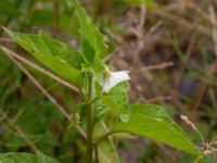 Physalis alkekengi Ulricedal, Malmö, Skåne, Sweden 20190701_0045