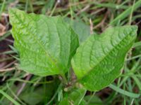 Physalis alkekengi Ulricedal, Malmö, Skåne, Sweden 20230801_0077