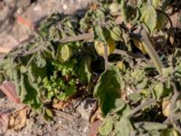 Physalis peruviana Jordhögar S grodreservatet, Norra hamnen, Malmö, Skåne, Sweden 20160924_0016