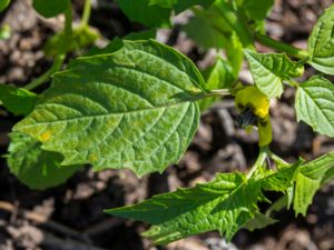 Physalis philadelphica - Mexican Husk Tomato - Tomatillo