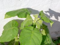 Solanum betaceum Botaniska trädgården, Lund, Skåne, Sweden 20180824_0052