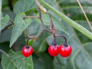 Solanum dulcamara - Bittersweet - Besksöta