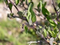 Solanum dulcamara Klosterängshöjden, Lund, Skåne, Sweden 20150612_0073