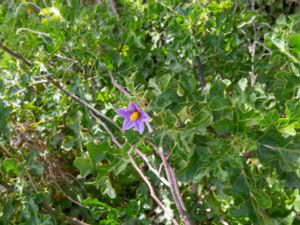 Solanum linnaeanum - Devil's Apple