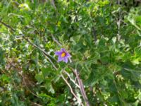 Solanum linnaeanum 7.5 km NE Oualidia, Morocco 20180226_0028