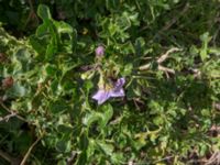 Solanum linnaeanum 7.5 km NE Oualidia, Morocco 20180226_0029