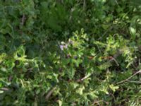 Solanum linnaeanum 7.5 km NE Oualidia, Morocco 20180226_0030