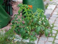 Solanum lycopersicum Baltzarsgatan 1, Malmö, Skåne, Sweden 20190806_0059