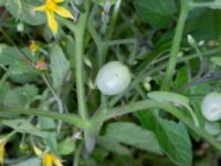 Solanum lycopersicum NNO pumphuset, Husie mosse, Skåne, Sweden 20220831_0038