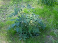 Solanum lycopersicum Nya Tingsrätten, Lund, Skåne, Sweden 20180903_0010