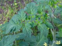 Solanum lycopersicum Nya Tingsrätten, Lund, Skåne, Sweden 20180903_0011