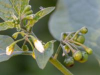Solanum nigrum - Gul nattskatta - Hairy Nightshade