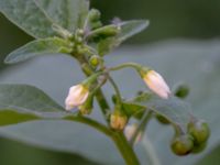 Solanum nigrum Botaniska trädgården, Lund, Skåne, Sweden 20180816_0075