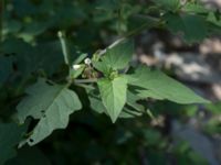 Solanum nigrum Svirskoye ushele, Lazarevskoye, Krasnodar, Russia 20160913_0402