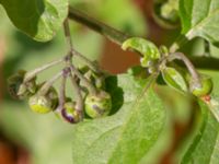 Solanum nigrum Tyska kyrkan, Malmö, Skåne, Sweden 20240918_0034