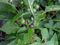 Solanum nigrum ssp. nigrum Baragatan, Johanneslust, Malmö, Skåne, Sweden 20190909_0026