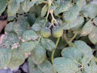 Solanum nigrum ssp. nigrum Jordhögar S grodreservatet, Norra hamnen, Malmö, Skåne, Sweden 20160924_0031
