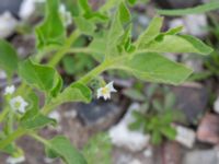 Solanum nigrum ssp. schultesii Elbegatan, Malmö, Skåne, Sweden 20210906_0017