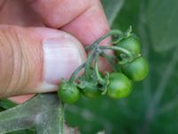 Solanum nigrum ssp. schultesii Jordhögar S grodreservatet, Norra hamnen, Malmö, Skåne, Sweden 20160731_0138