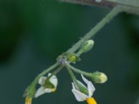 Solanum nigrum ssp. schultesii Jordhögar S grodreservatet, Norra hamnen, Malmö, Skåne, Sweden 20160731_0139