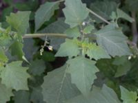 Solanum nigrum ssp. schultesii Jordhögar S grodreservatet, Norra hamnen, Malmö, Skåne, Sweden 20160731_0142