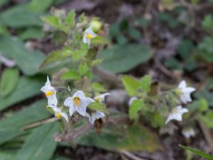 Solanum nitidibaccatum - Green Nightshade - Bägarnattskatta