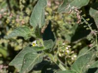 Solanum nitidibaccatum Jordhögar S grodreservatet, Norra hamnen, Malmö, Skåne, Sweden 20160731_0058