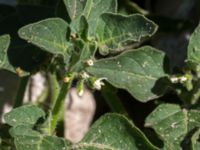 Solanum nitidibaccatum Jordhögar S grodreservatet, Norra hamnen, Malmö, Skåne, Sweden 20160731_0059