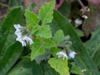 Solanum nitidibaccatum Ridhuset, Klagshamns udde, Malmö, Skåne, Sweden 20151030_0049