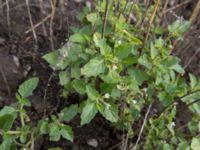 Solanum nitidibaccatum Scaniaparken, Malmö, Skåne, Sweden 20161102_0001