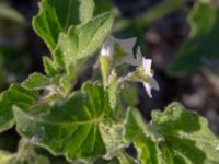 Solanum nitidibaccatum Sjögatan, Lomma, Skåne, Sweden 20180826_0008