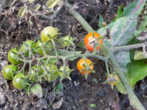 Solanum pimpinellifolim - Curranta Tomato - Vinbärstomat